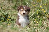 BERGER AUSTRALIEN PUPPIES 117
